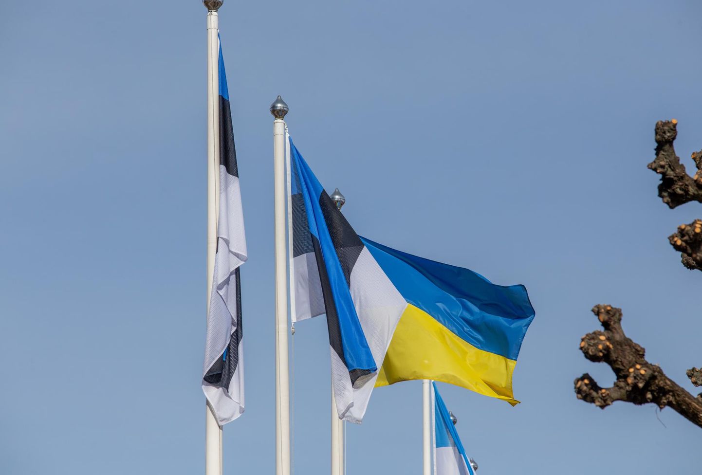 Флаги Эстонии и Украины.