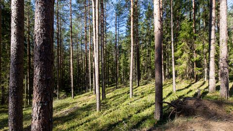 FOTOD ⟩ «Nii nupsikud!» Põlvamaal metsas käinud naine rõõmustab: esimene kukeseenesaak on käes