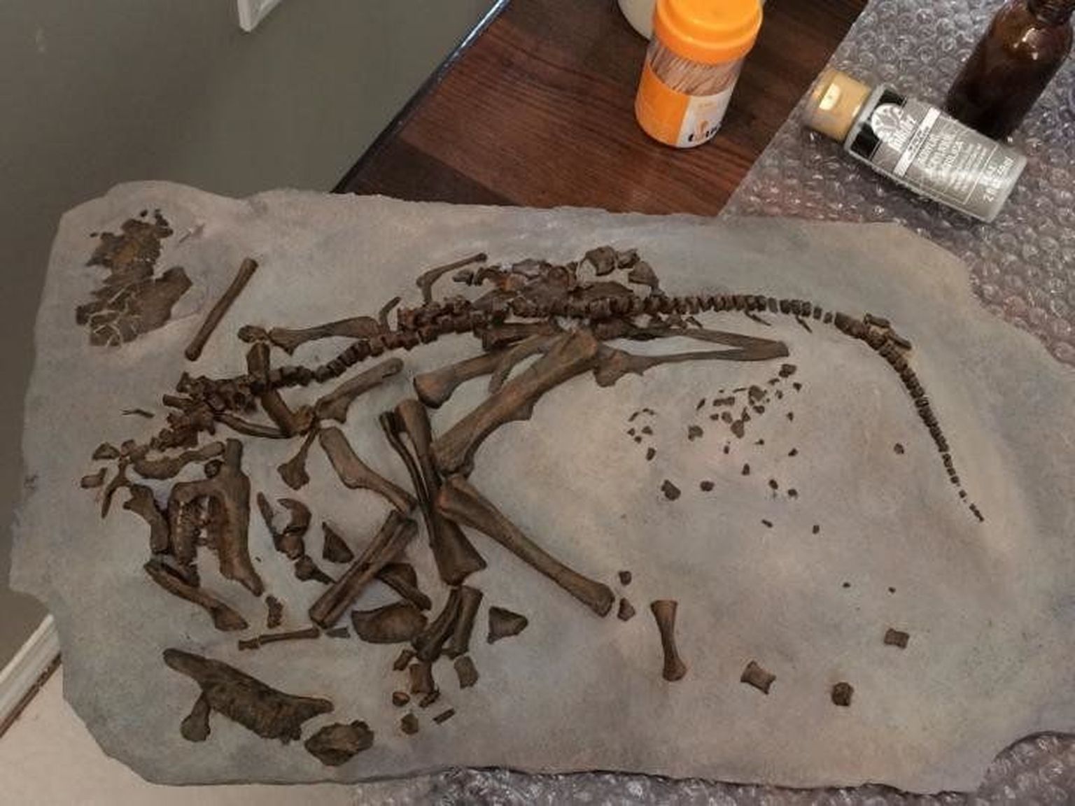 Hypacrosauruse fossiliseerunud embrüo, mille alusel tehti kindlaks dinosauruste haudeperioodi pikkus.