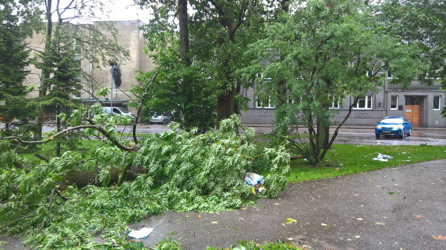 Tuul murdis Vanapargis linnavalitsuse juures puu maha.