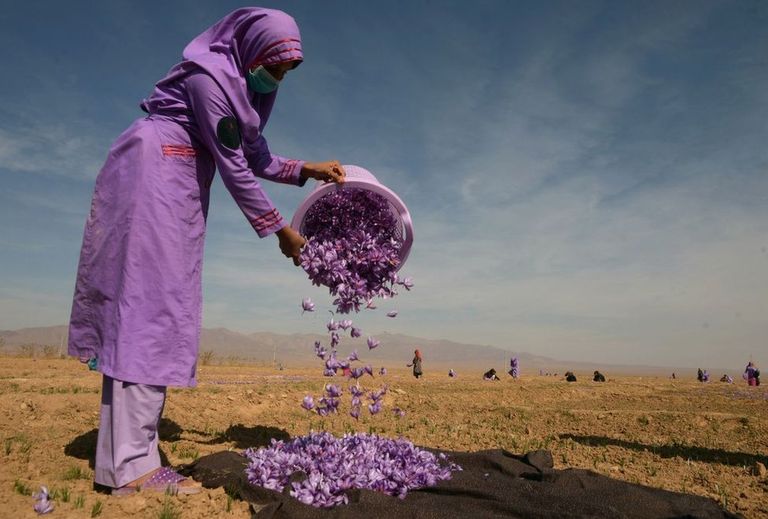Афганцам предлагали выращивать что угодно вместо мака. Хотя бы вот шафран. Красиво, но не прижилось