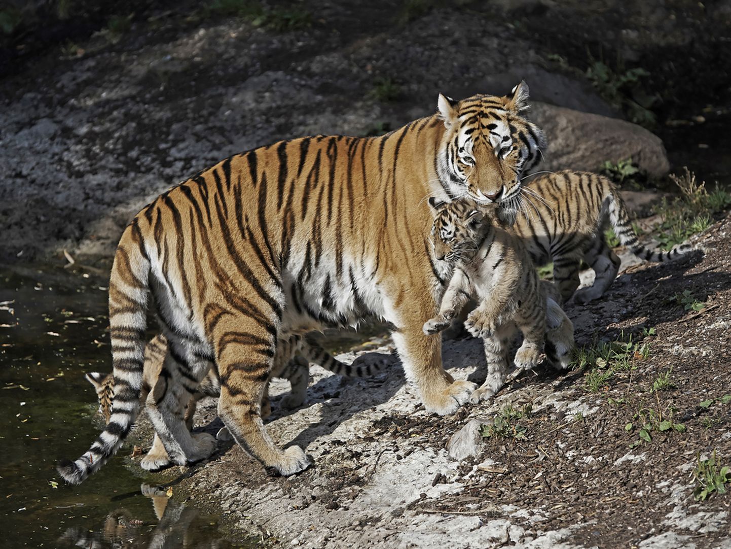 Amuuri tiiger kutsikatega