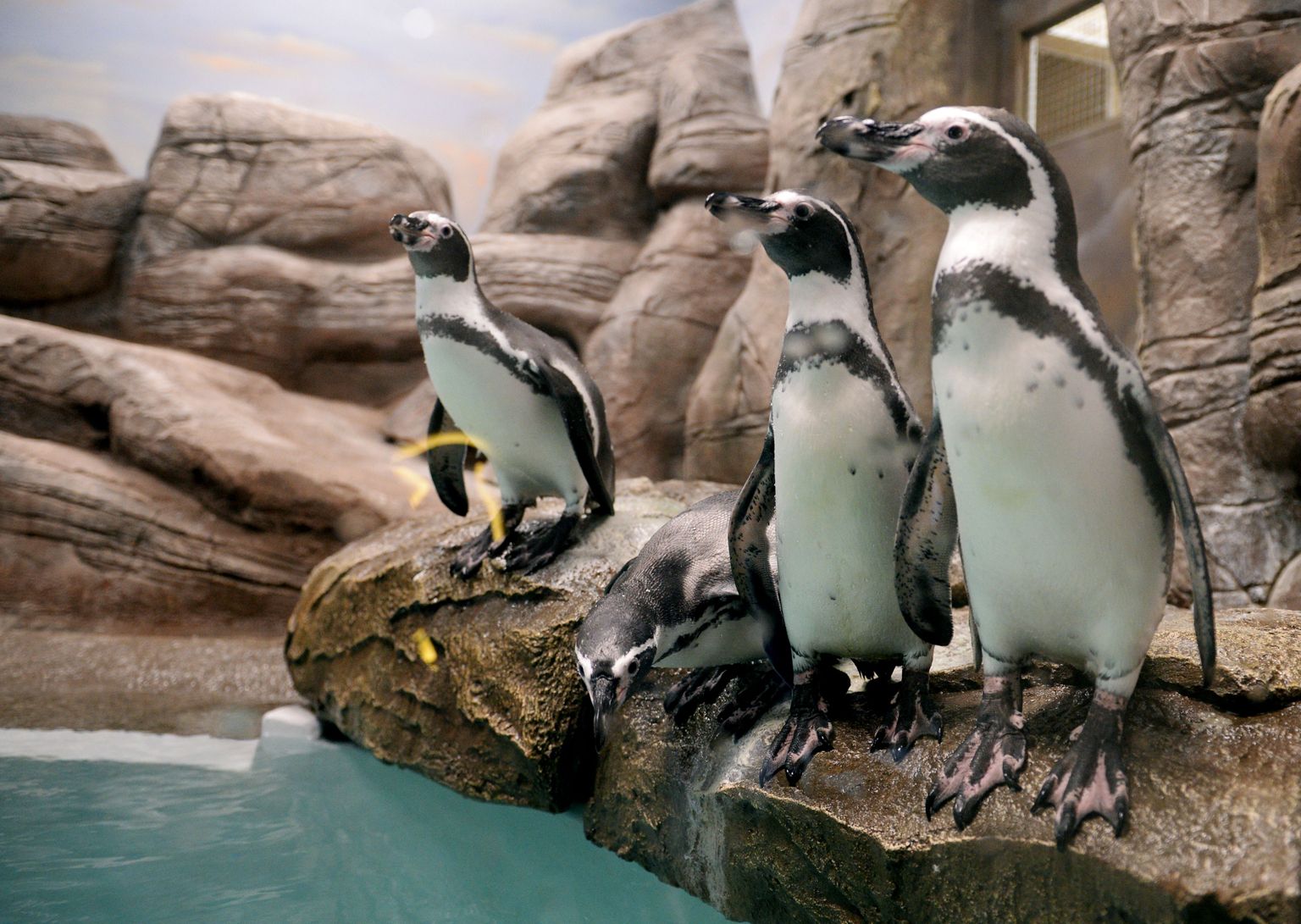 Humboldti pingviinid loomaaias, pilt illustratiivne