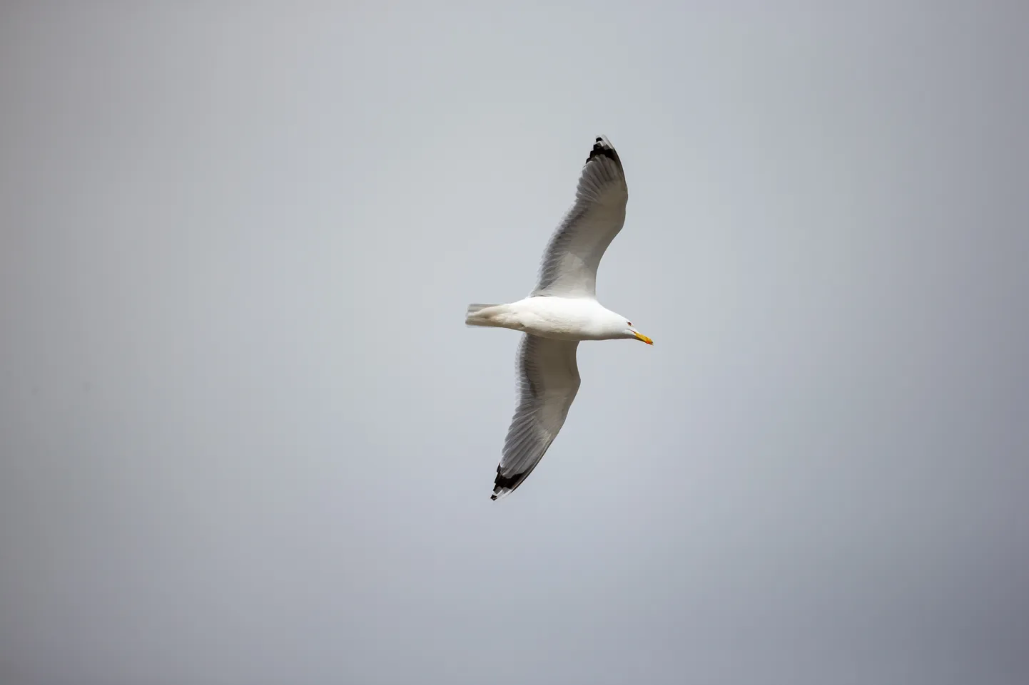 VILJANDI, EESTI,12MAY19
Hõbekajakas. Hõbekajakas (Larus argentatus) on kajaklaste sugukonda kajaka perekonda kuuluv lind. 
ELMO RIIG/Sakala.