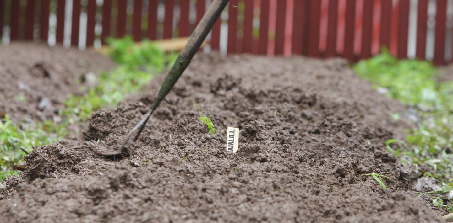 Tulevikus võiks koolide kõrval olla ruumi aiale, kasvõi õige pisikesele, kus laps saaks proovida seemneid külvata ja näeks, kui kaua võtab taime kasvamine aega.