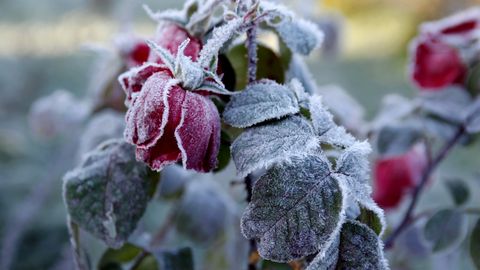 Zosēnos naktī uz svētdienu gaisa temperatūra pazeminājusies līdz -5,7 grādiem