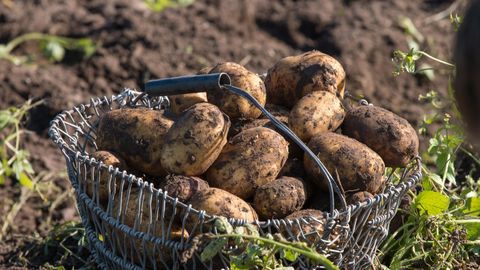Pöörane langus 20 aastaga: kartuli kasvupind on väiksem kui kunagi varem