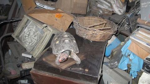 Kadunud kilpkonn leiti pööningult 30 aastat hiljem elusa ja tervena