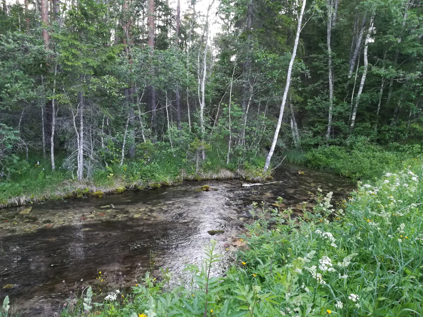 Norra allikad
