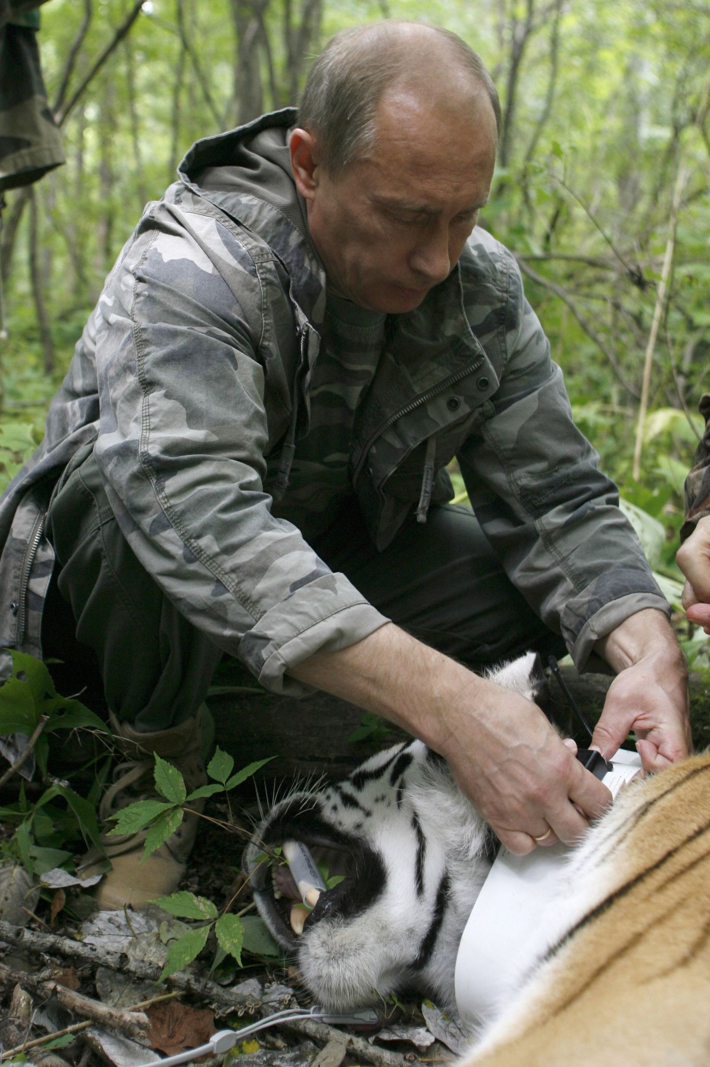 Vladimir Putin ja amuuri tiiger