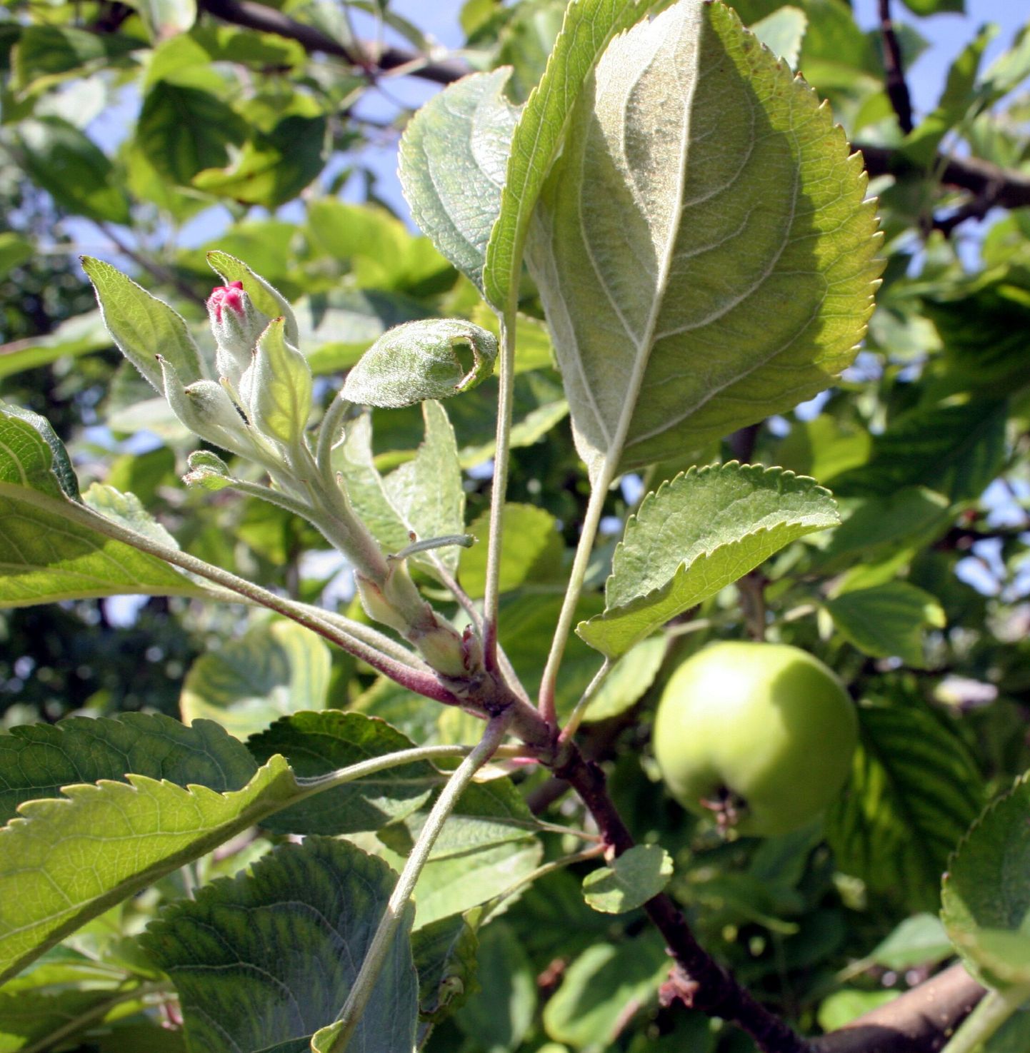 Pildil on teistkordselt õitsev õunapuu Pärnu linnas.
