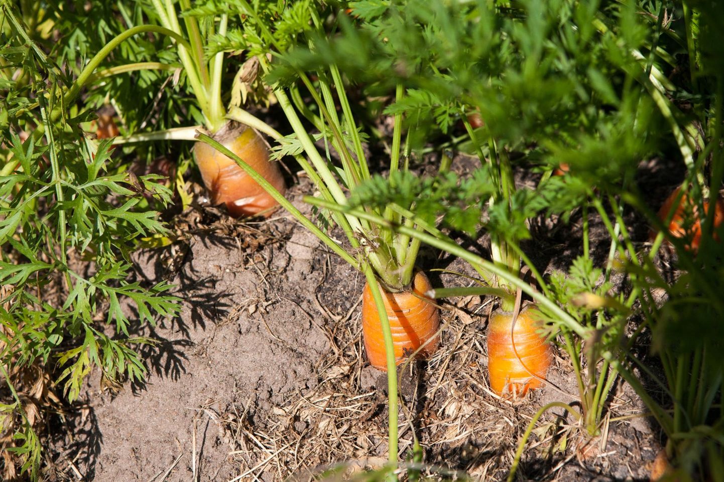 В каждом огороде должна расти сочная морковь.