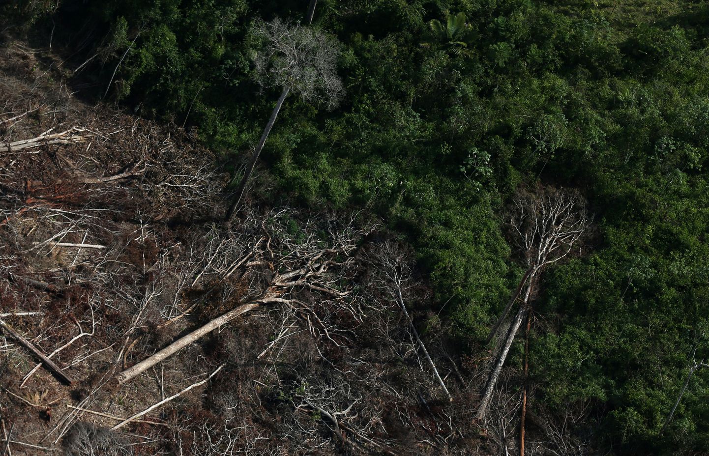 Põllumeeste langetatud puud Amazonase vihmametsas Itaitubas.
