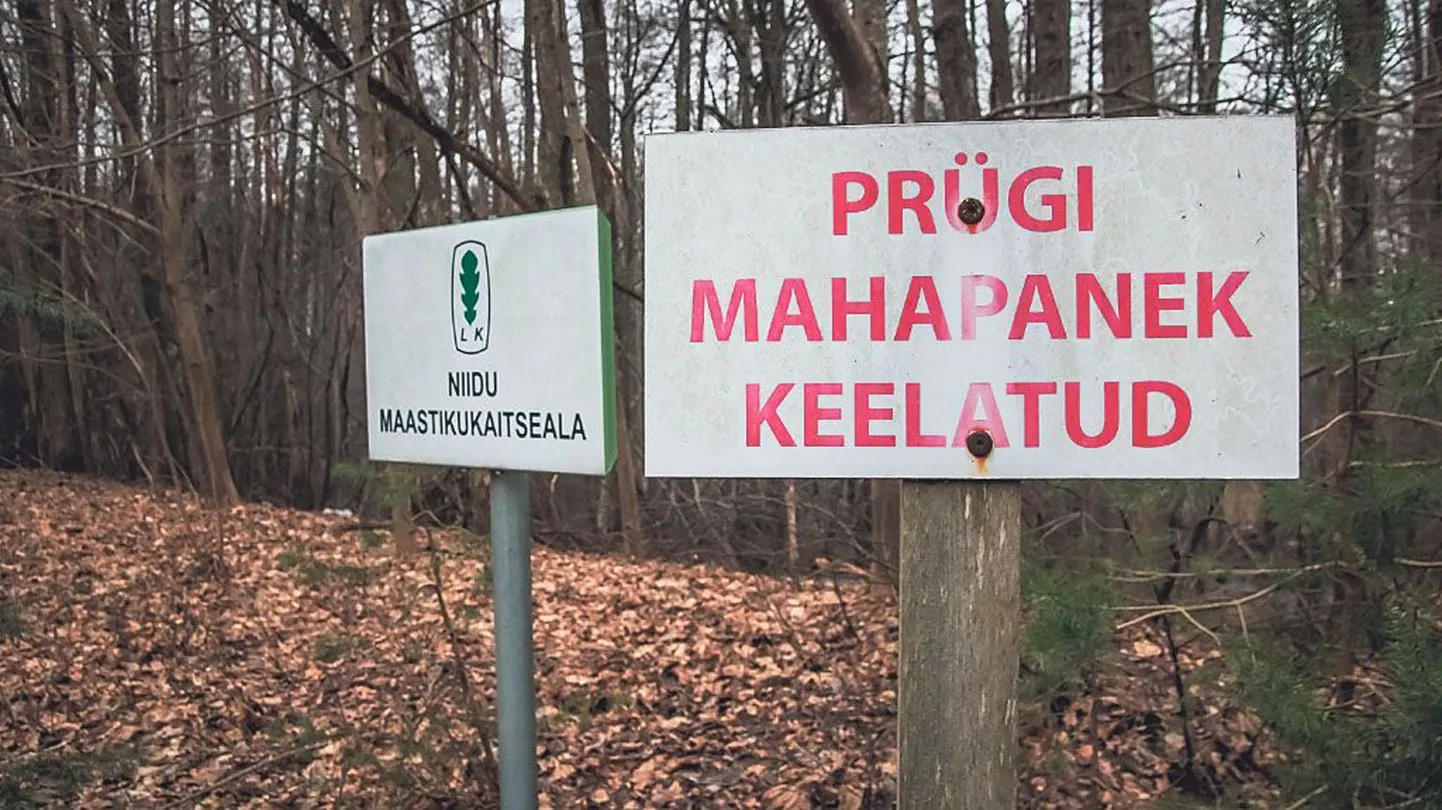 Kui inimene ei tiku Niidu maastikukaitseala võpsikus niisama uitama, siis lindudele meeldib kaitse all ala väga. Neid pesitseb seal 65 liiki. Lisaks veel seitse nahkhiireliiki.