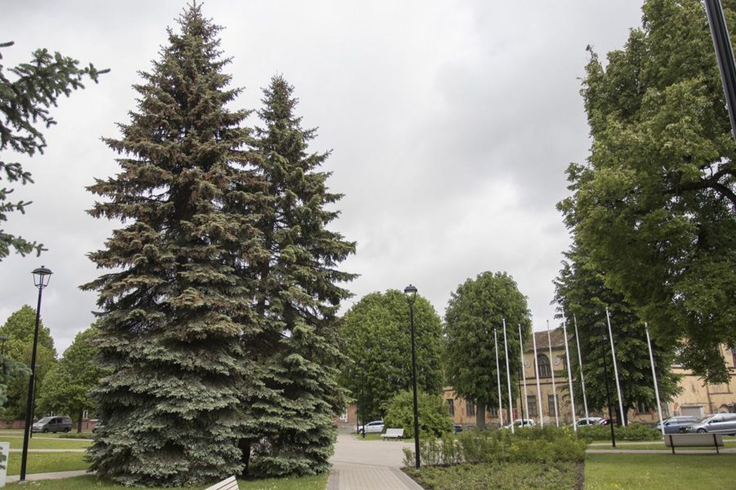 1991. aastal istutatud hõbekuuskedest on saanud linnapea Ando Kivibergi tõdemust mööda sümboolse väärtusega jõulupuud. Seetõttu otsustas linnavalitsus need kasvama jätta.