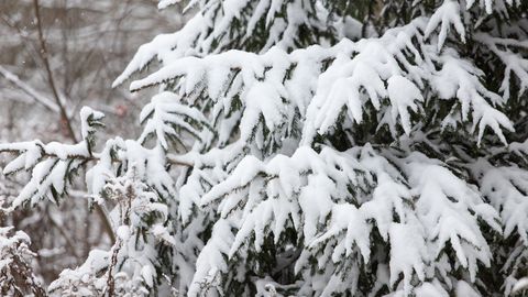 Жителей Эстонии ожидает снежная среда