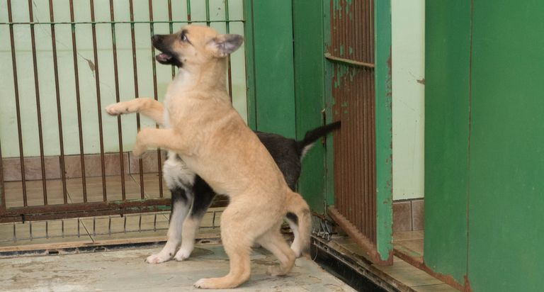 Viimasena sai teetruubist päästetud viiest kutsikast 21. detsembril koju koerapoiss Maurus.