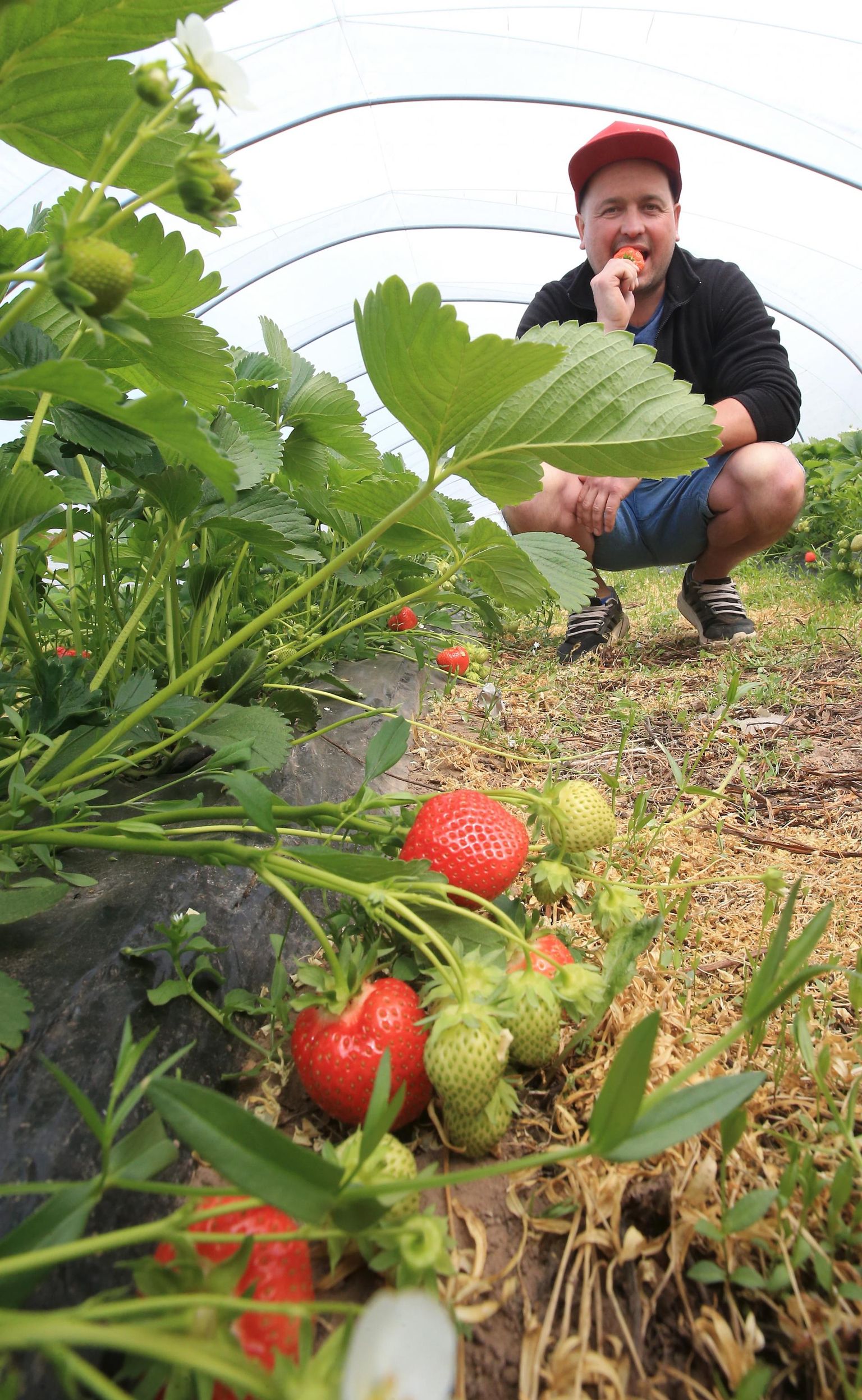Maasikakasvataja Paavo Otsuse sõnul pole alust kartusel, et maasikaid korjama tulnud ukrainlased tahavadki siia jääda. „Nad tulevad siia eesmärgiga teenida raha ja minna koju tagasi,” kinnitas ta.