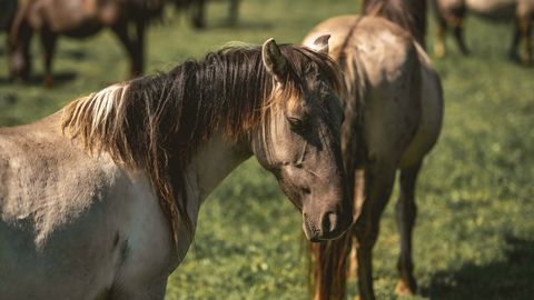 IZM: Konflikts ar Jātnieku federāciju par "Kleistu" bāzi ir unikāla pieredze valsts īpašumu pārvaldībā