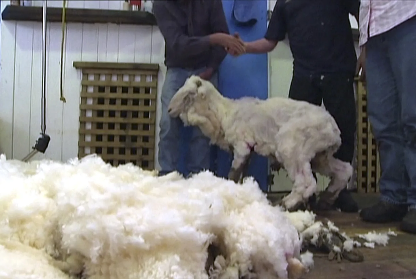 Lamba pügamine Austraalia farmis.