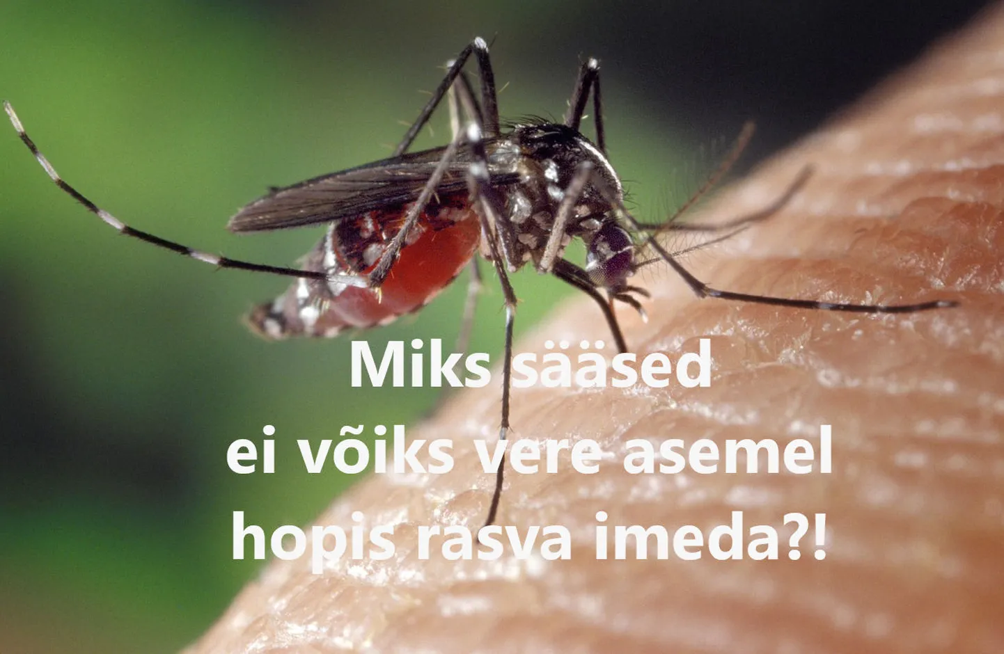 Artikli foto