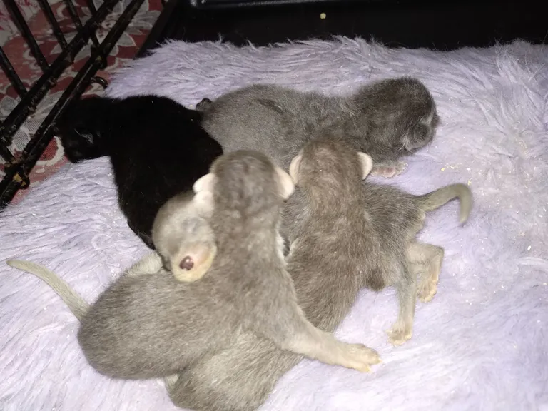 Два котенка и три детеныша куницы почти одного возраста.