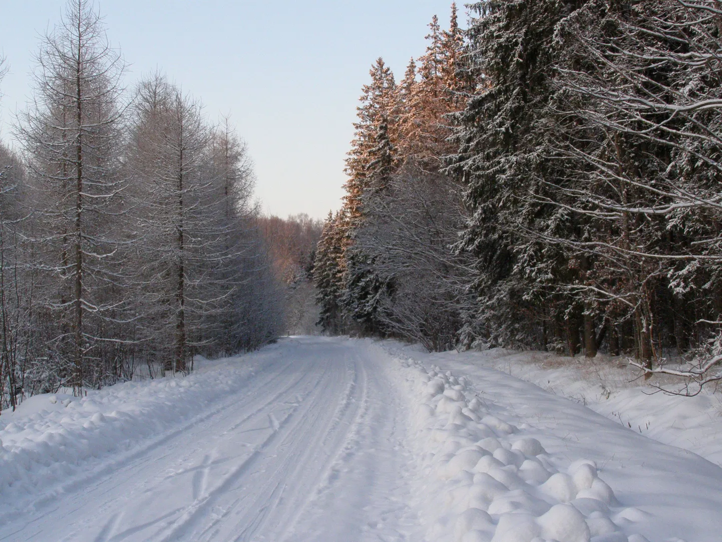 Päästjad eemaldasid teele langenud puid.