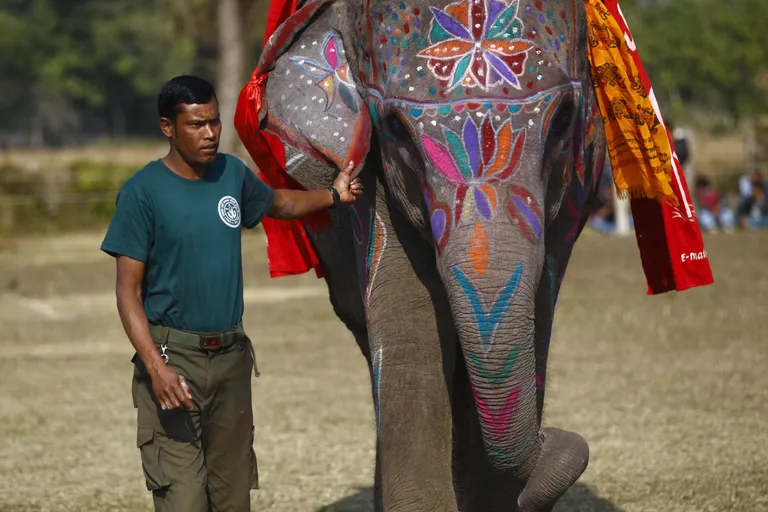 Iludusvõistluse võitnud Sambriddhi kali. Foto: Xinhua/Sipa USA/Scanpix