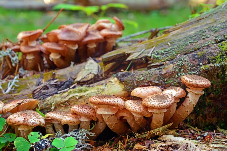 Tõmmu külmaseen (Armillaria solidipes)