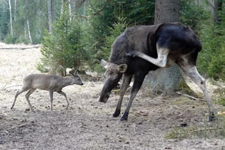 foto no Velgas Vītolas krājumiem