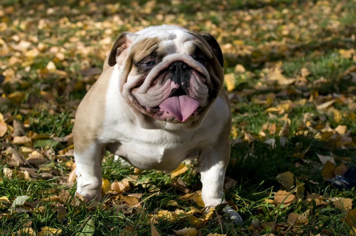 Inglise buldog.