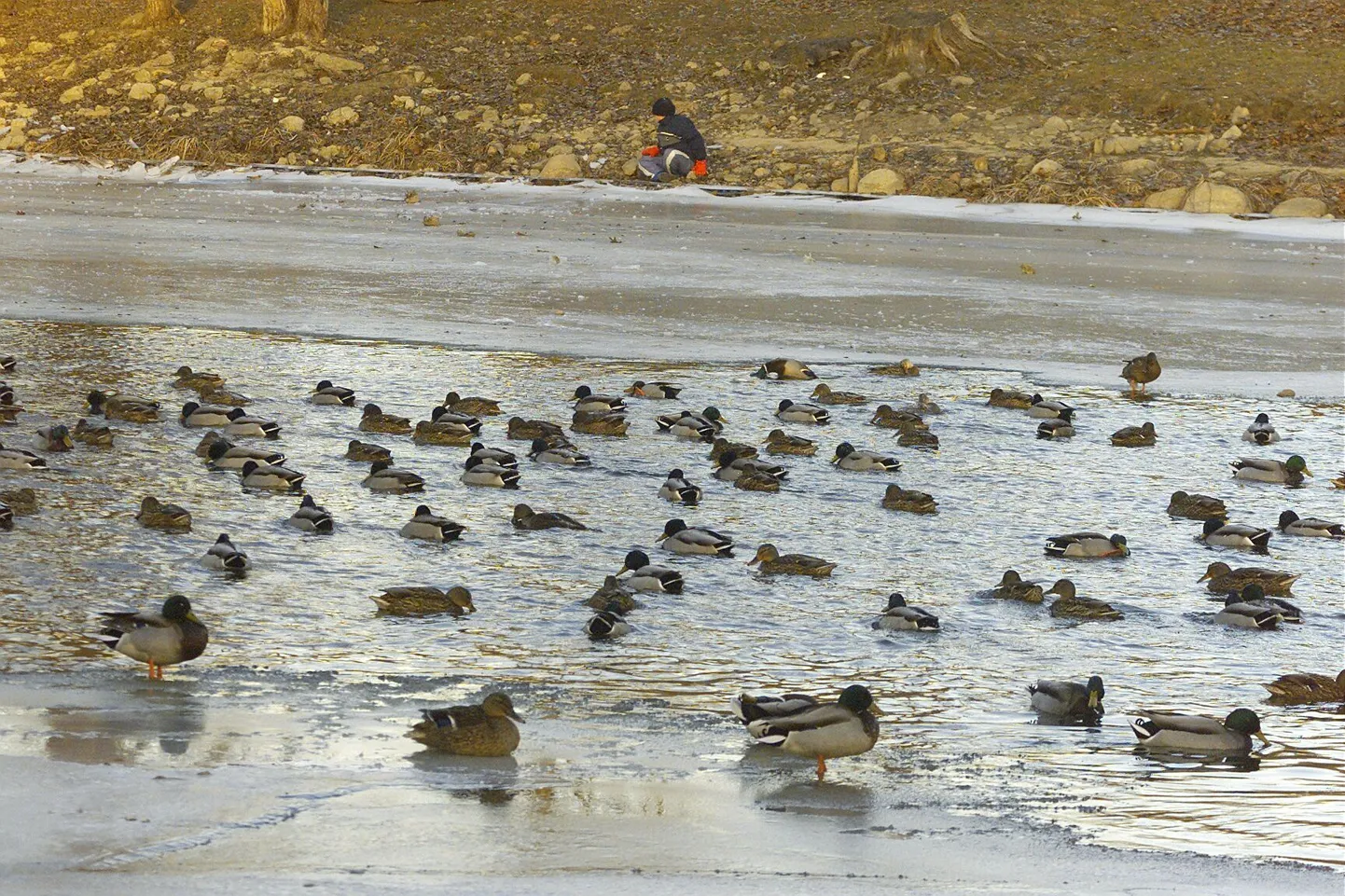 Mullu loendati kõige enam sinikael-parte.