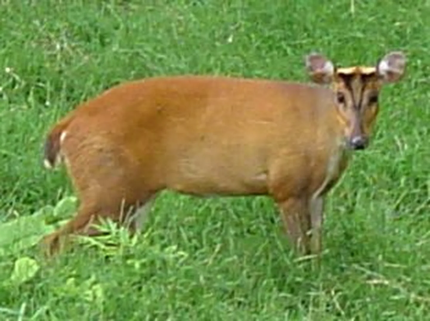 Muntjak hirv