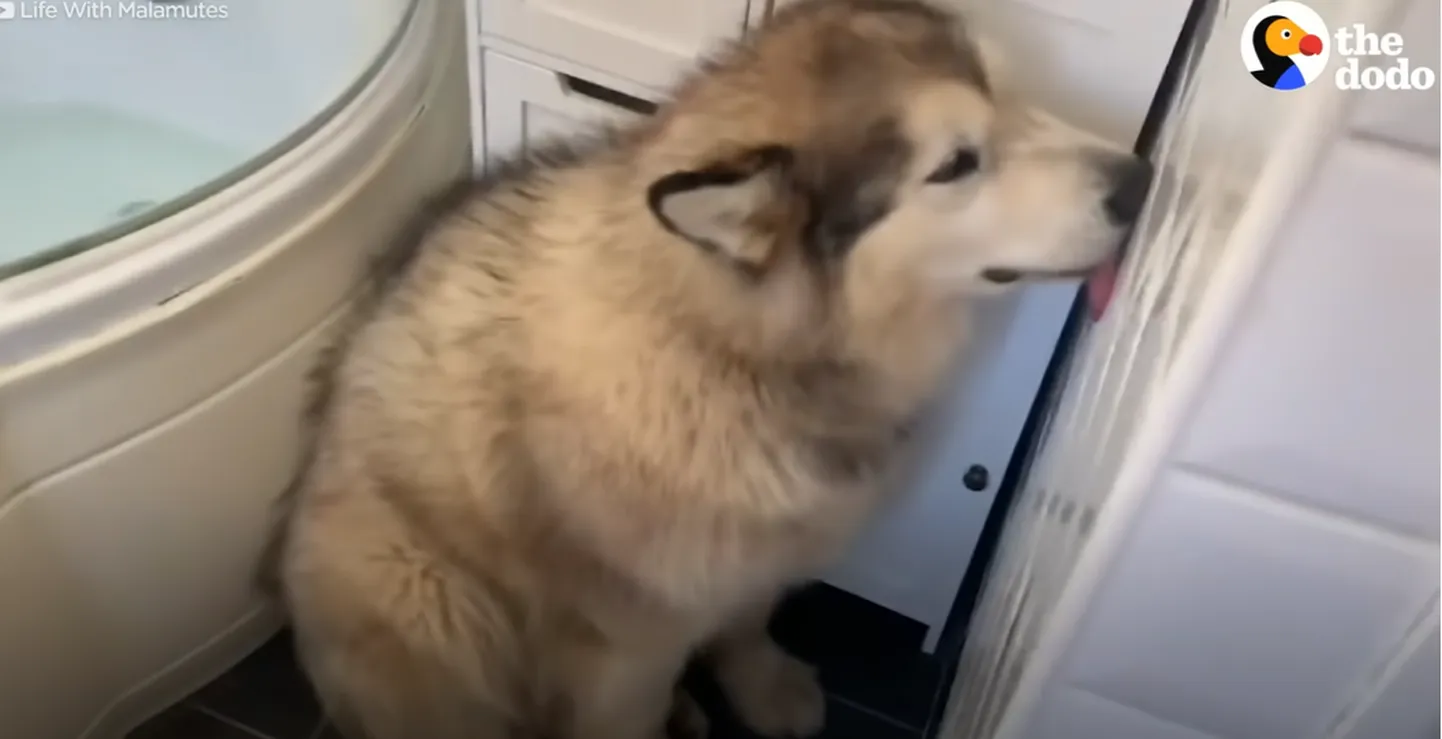 Alaska malamuut Phil seina lakkumas