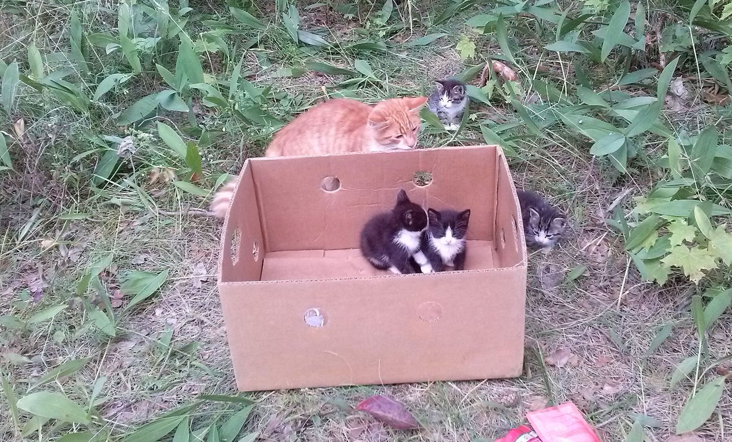 Брошенные кошки в Нарва-Йыэсуу.