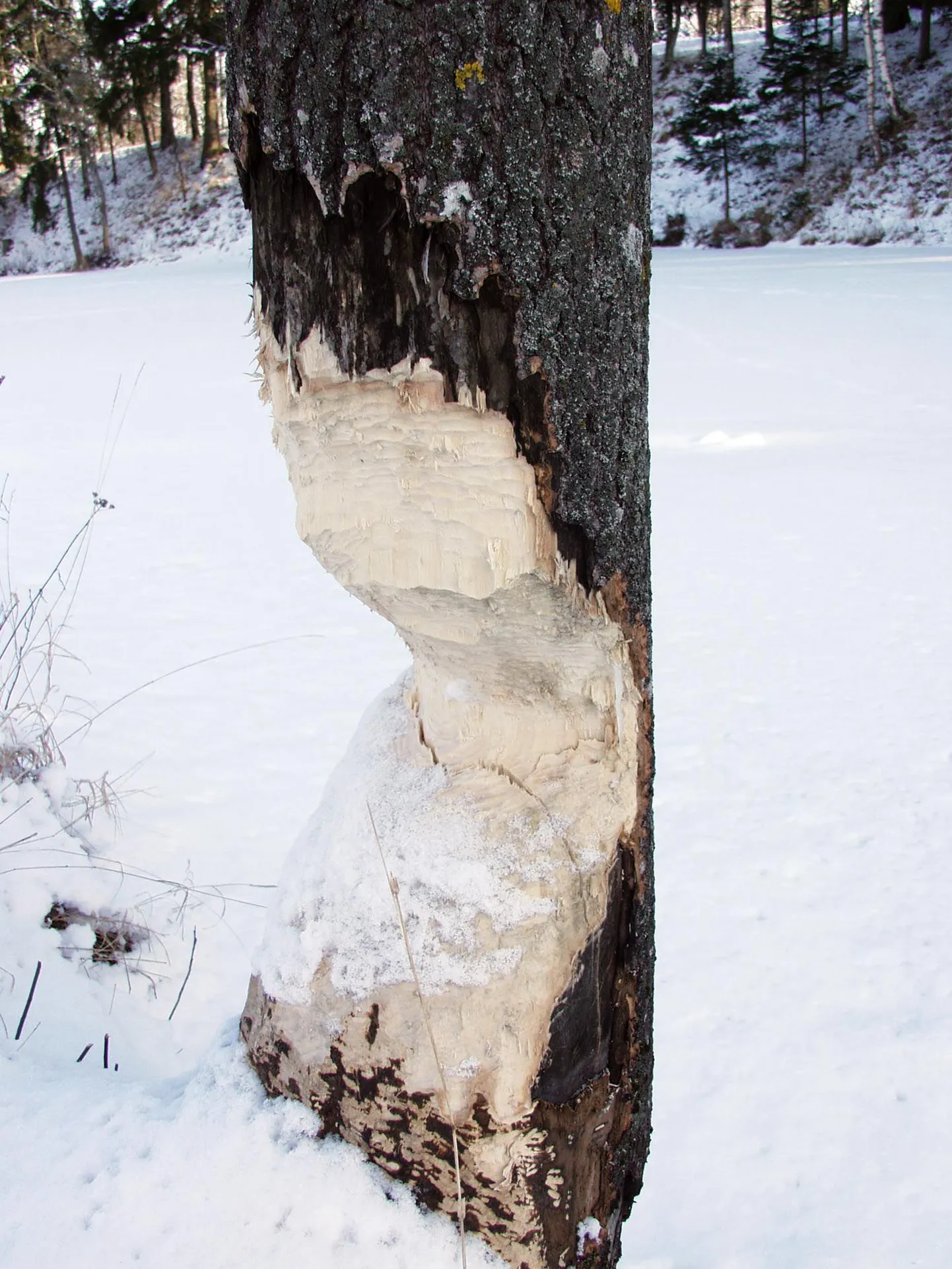 10–12 cm läbimõõduga haava langetab kobras ühe ööga.