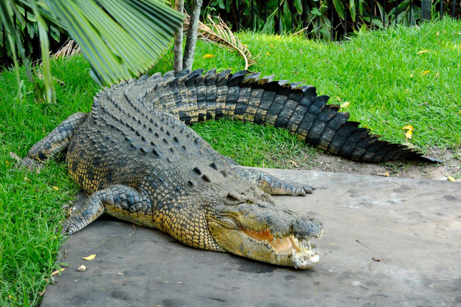 Krokodill Austraalias, foto on illustreeriv