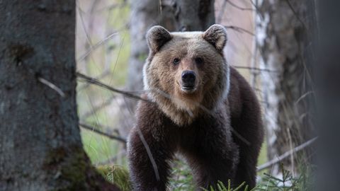 FOTOD ⟩ Rahulik pildistamine võttis ootamatu pöörde: karu püüdis fotograafi silme all põdravasikat maha murda