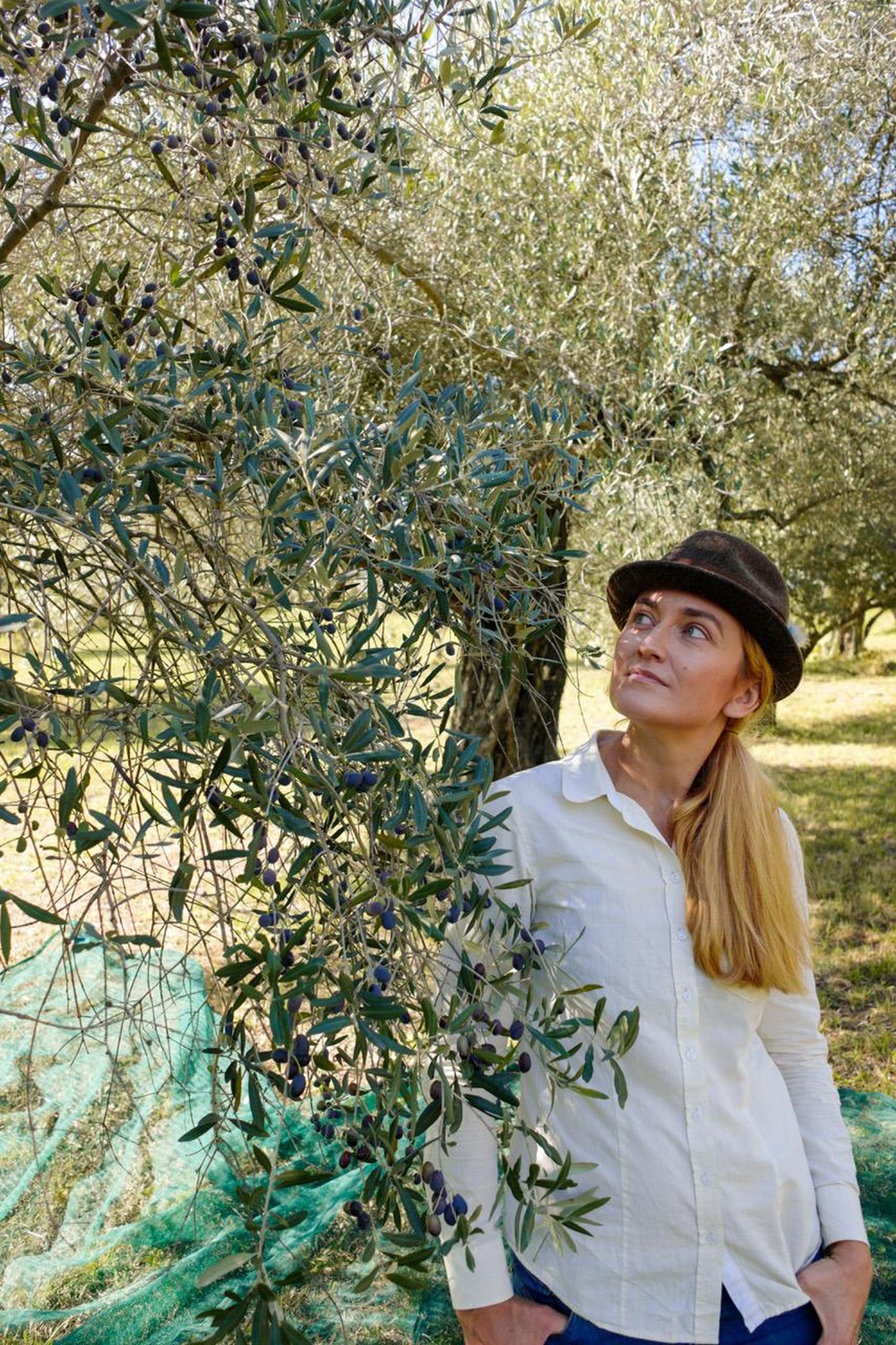 Veronica Puhki oliivisalu saagist saab aastas keskmiselt 1000 liitrit ekstra väärisoliiviõli.

 