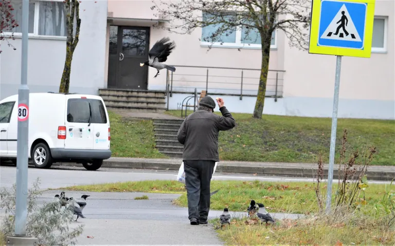 Papiniidu tänaval toitu otsivad varesed ei peljanud nokatäie saamiseks inimesele pähe istuda.