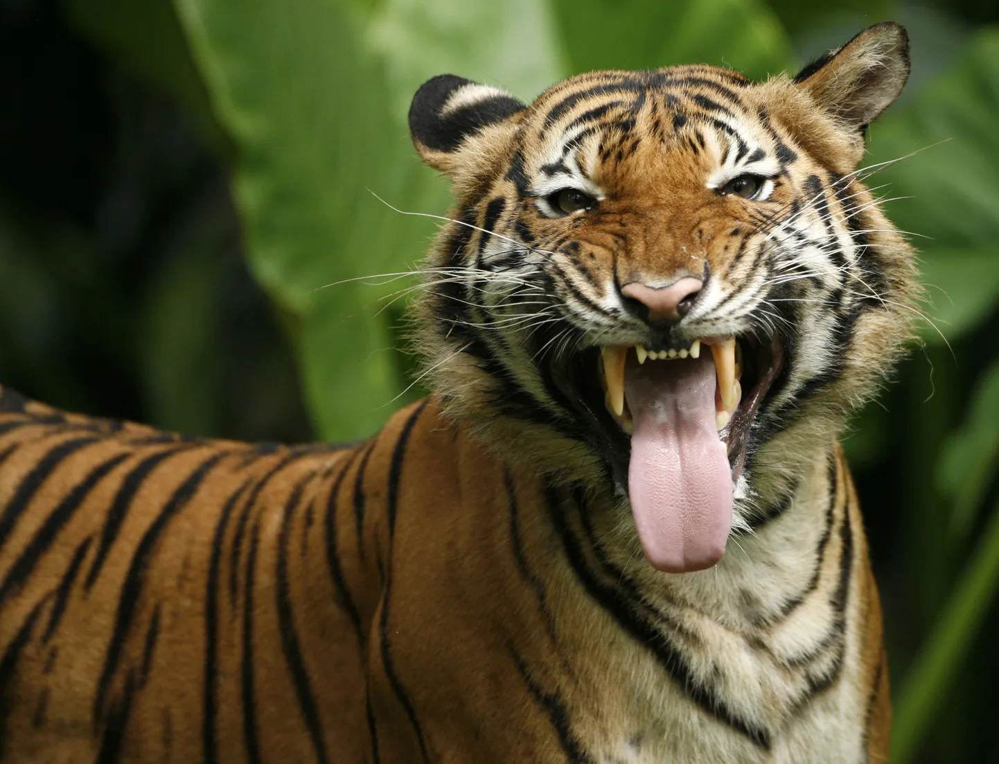 Naine päästis mehe tiigri hambust supikulbi abil