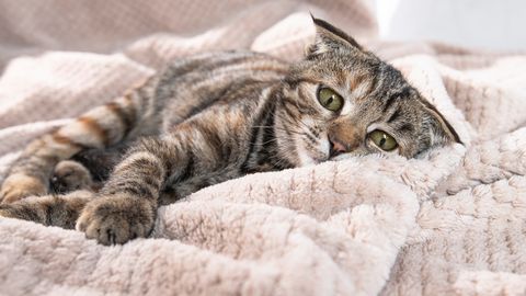 ÜLEVAADE ⟩ Mida teada ja milleks valmis olla, kui soovid pakkuda kassile ajutist peatumispaika?
