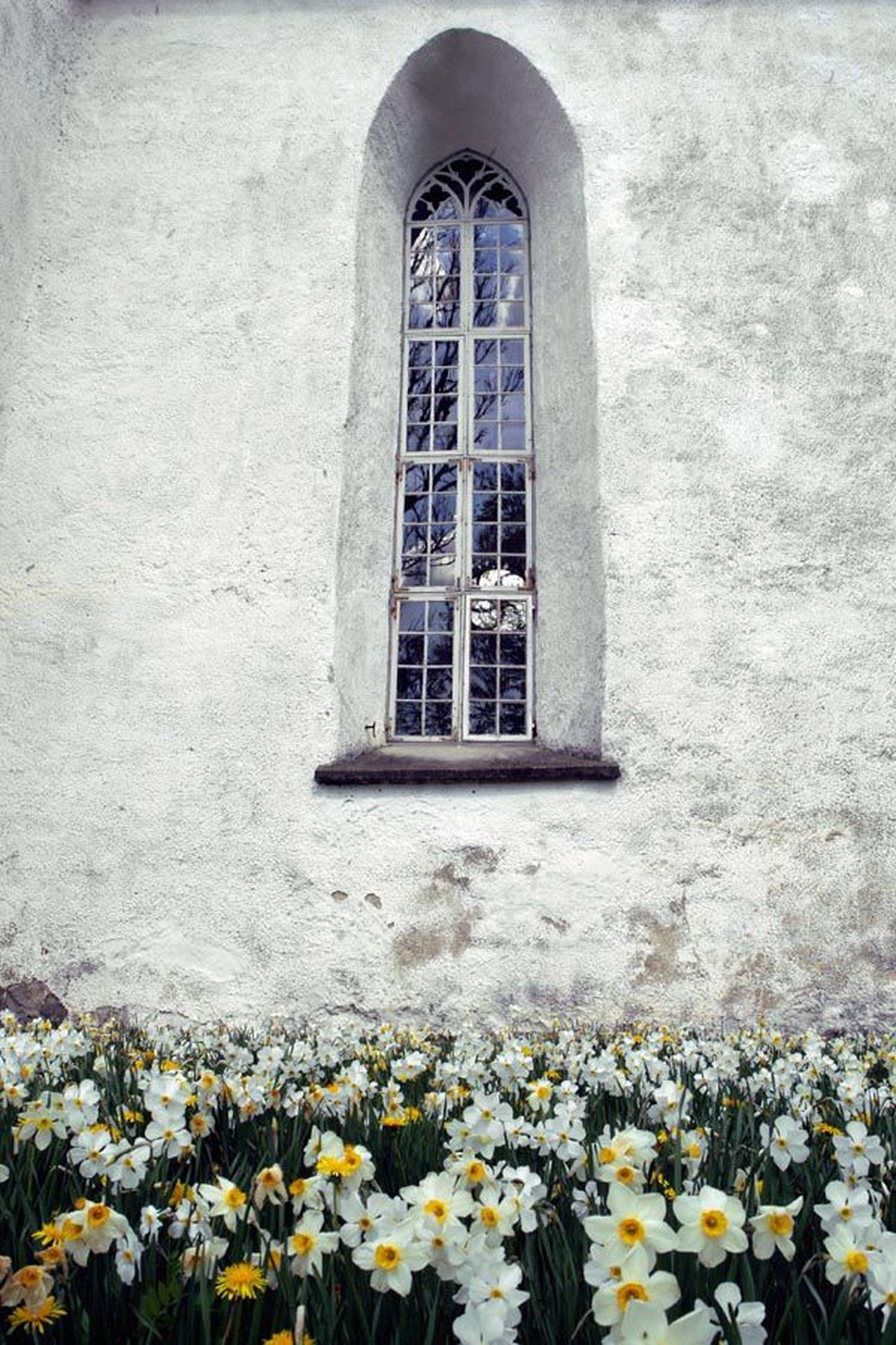 Pilistvere kiriku ümbrus saab igal kevadel võrratu õierüü.