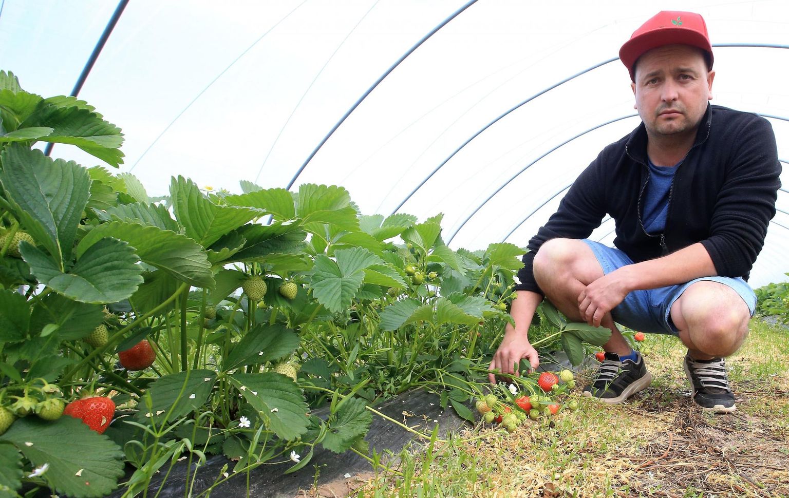 Suure maasikakasvatusfirma Aran PM OÜ omanik Paavo Otsus on kindel: marjakasvatajate mured lahendab vaid piiride avamine välistööjõule. Kodumaised pikaaegsed töötud siin ei aita.