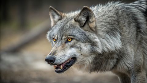VIDEO ⟩ Fotograaf jäädvustas haruldase hetke hundi ja karu kohtumisest