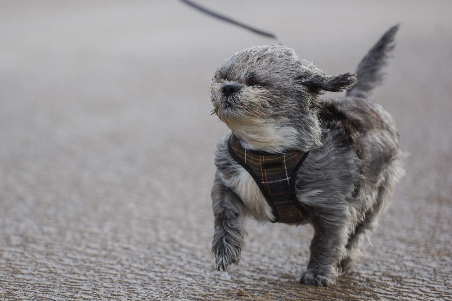 Собачка в дождливую и ветреную погоду