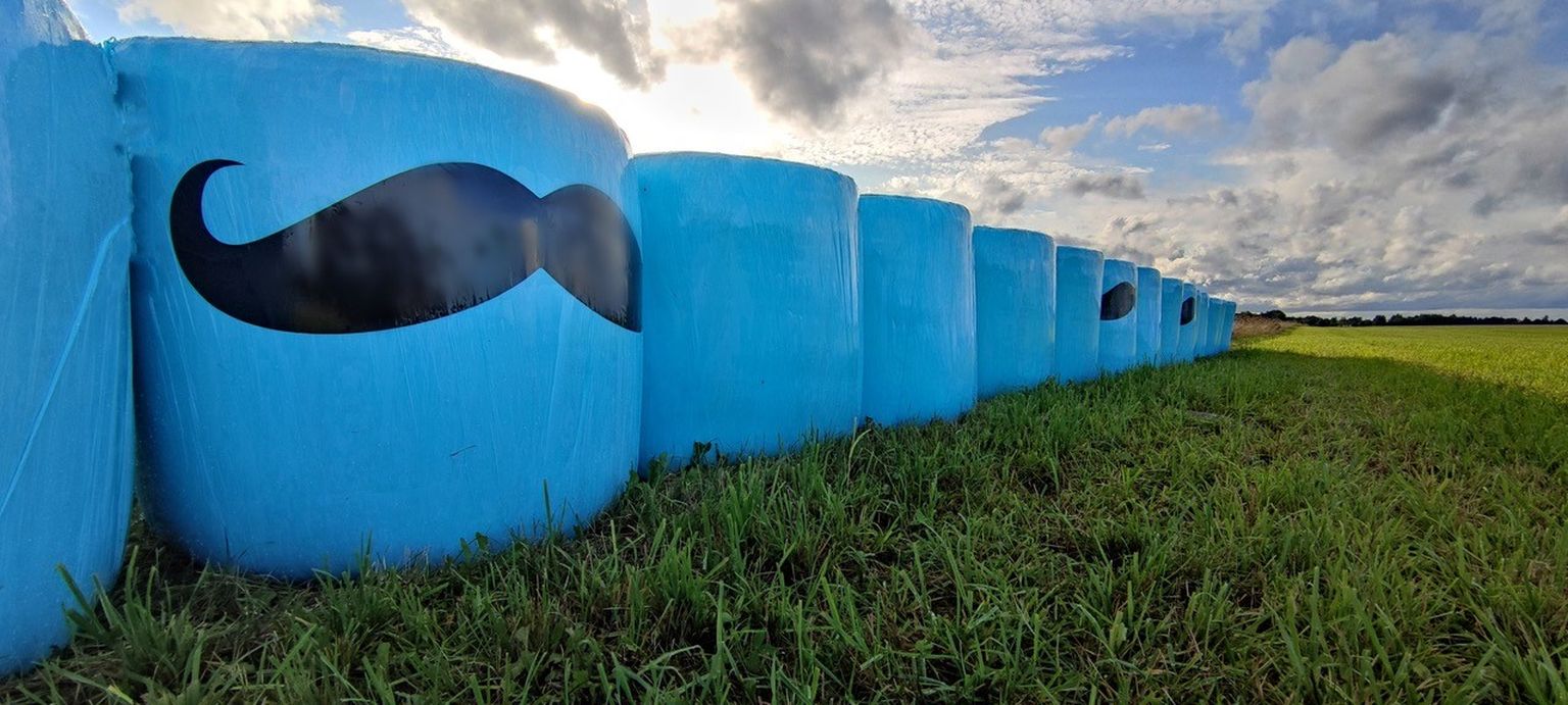 Meestehaiguste ennetamisele tähelepanu tõmbavad sinised silopallid põllul.