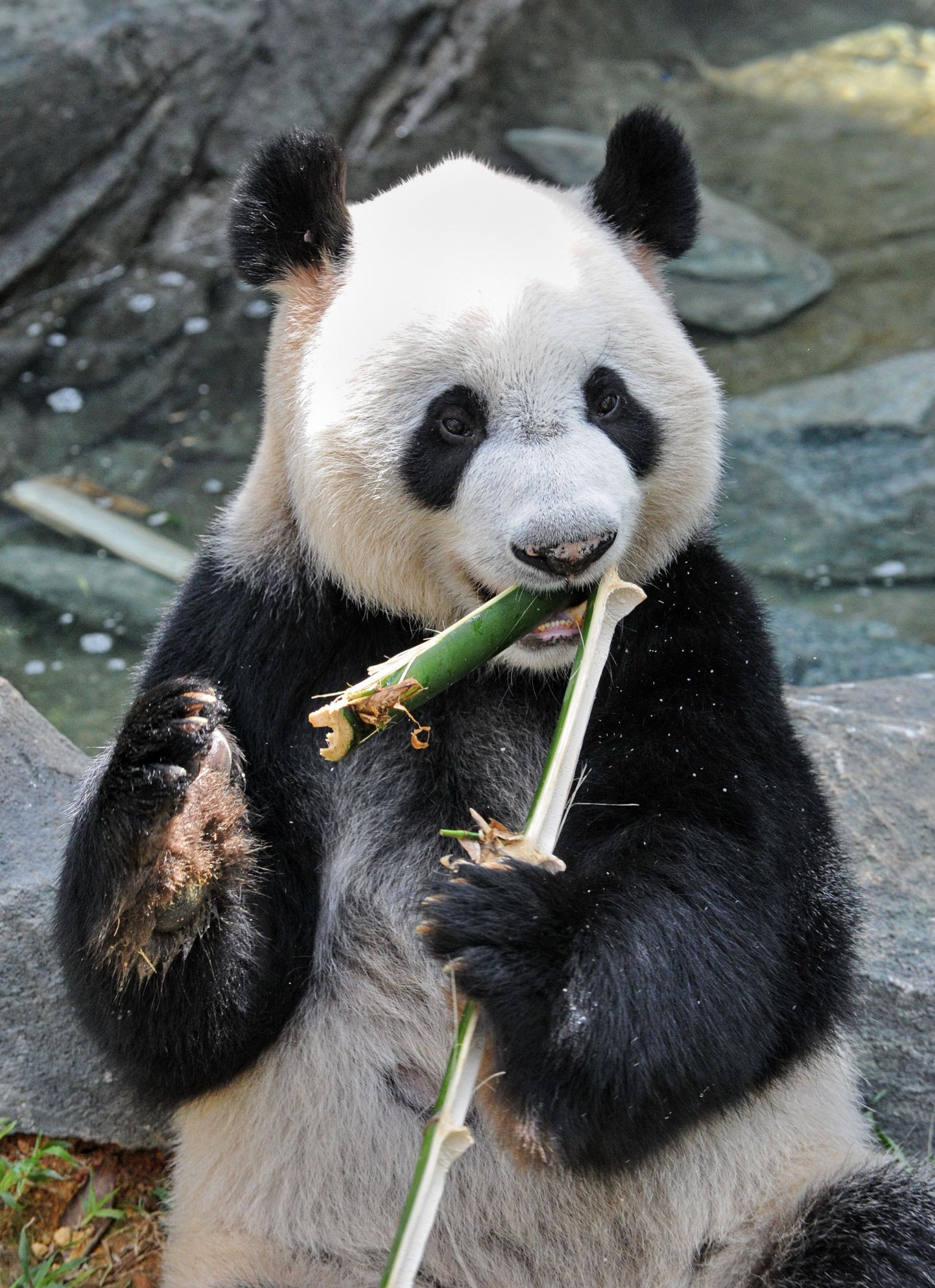 Bambuskaru bambust söömas