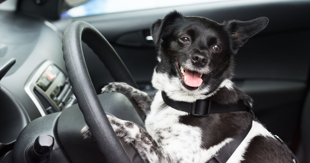 Üksi autosse jäetud koer keeras omanikule kokku paraja käki