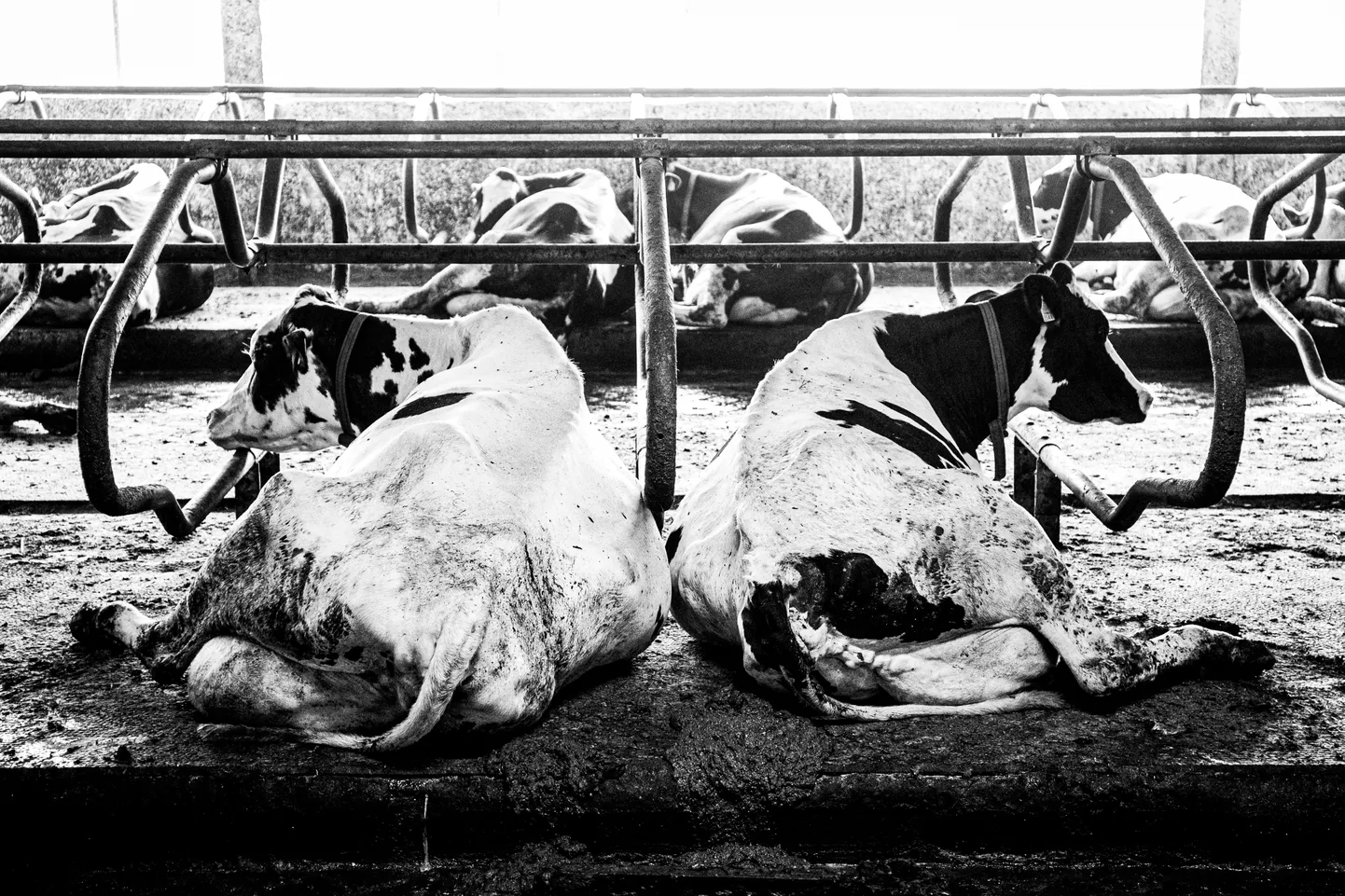 Margus Mulla hinnangul loomade arv Eestis kindlasti veel väheneb, just väiksemate farmide arvelt, kes saavad kõige enam pihta madala piimahinna ja riigi vähese toetuse juures.